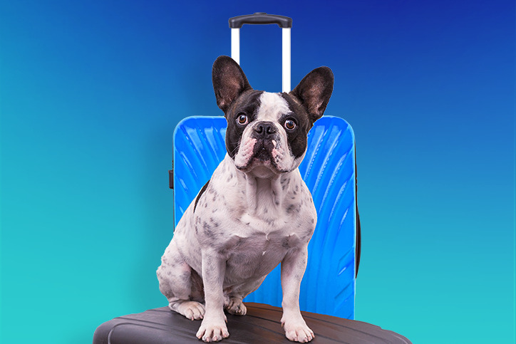 Confira 4 dicas para levar seu pet com segurança na sua próxima viagem
